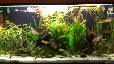 200er von Pflanzenfreund