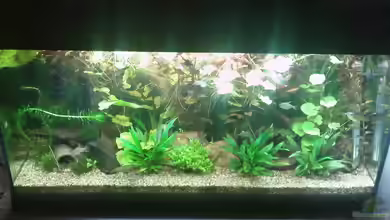 200l-Americana von puschel78