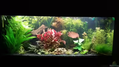 200l Wohnzimmerwelt von Anna-RS