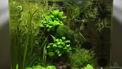 20l Garnelenbecken von Yasmine