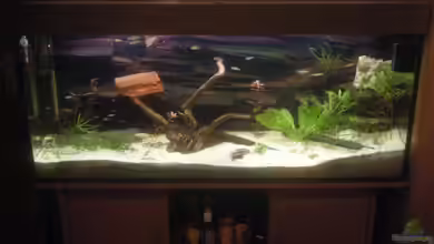 240 liter Gesellschaftsbecken von Jermaine Manassee