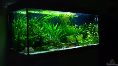 240er von Steffen S.