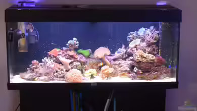 240l Meerwasser Anemonen/Weichkorallen Becken von Brookshaw