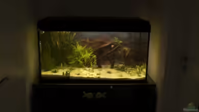 250 l Gesellschaft von Nadinsche