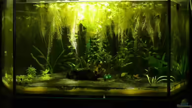 250L Deltabecken von Leinad78