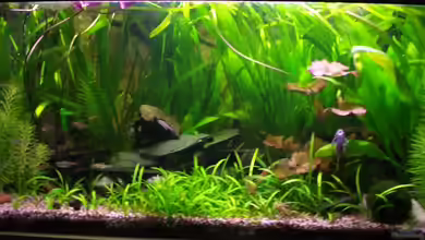 250L Gesellschaftsbecken von der_nevs