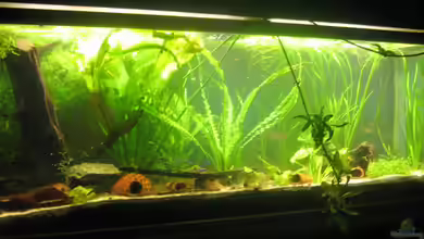 250l im Wohnzimmer von chrisi01