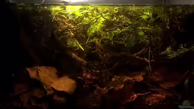 25l Betta Channoides von Jaenu00