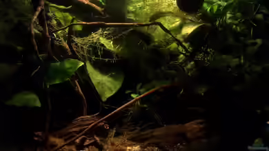 25l Betta sp. Riau „ApiApi“ von Jaenu00