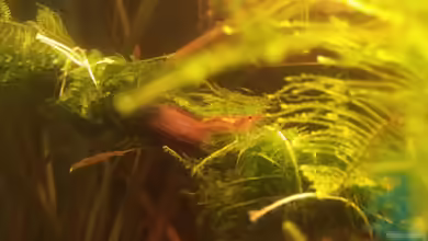 25l Boraras von A. Twele