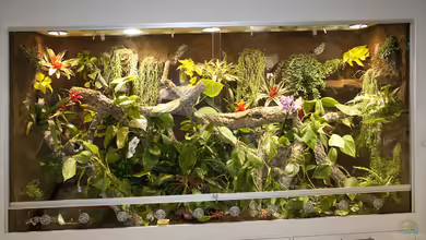 290 cm langes Regenwaldterrarium für Smaragdwarane von Hoppe-Terrarienbau
