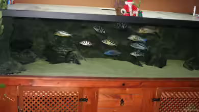 3-2-1-meins von g-dopt