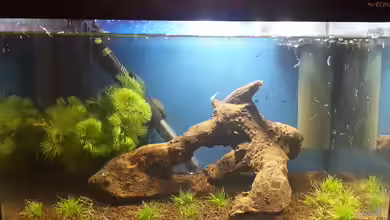 30 Liter Garnelenbecken von Tanja F.