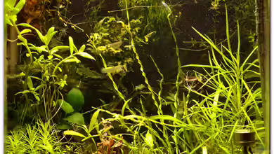 30 Liter Tiger und Garnelen von hotwheelz