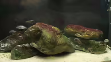 300 mit Tropheus chaitika von Tom