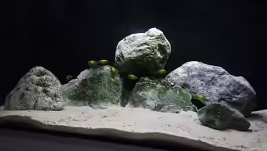 300 mit Tropheus kiriza yellow von Tom