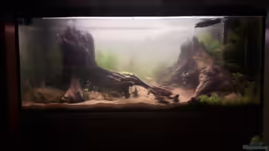 300l Amazonasfluss von Vitus Vitus