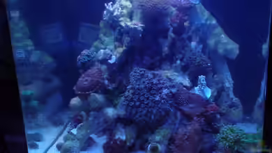 30l Meerwasser von Snipi