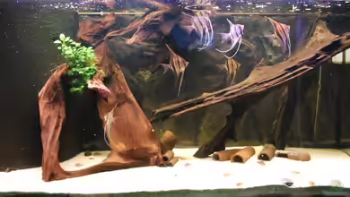 360L - Altums (nur noch als Beispiel) von Amazonasbecken.eu