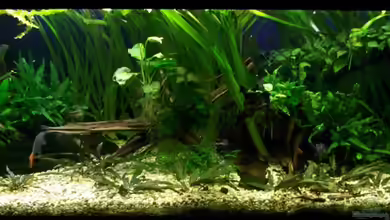 375l Asien - Borneo/Sumatra von Tom Rudolph