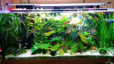 390l für Skalare und Brombeersalmler von Justin Xiang