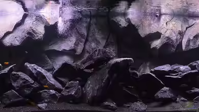 3m Malawisee-Felsenzone von DaKo77