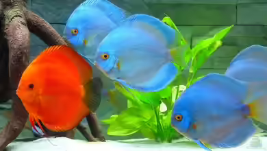 450 Liter Becken mit 11 großen Stendker Diskus von Diskus-Direkt