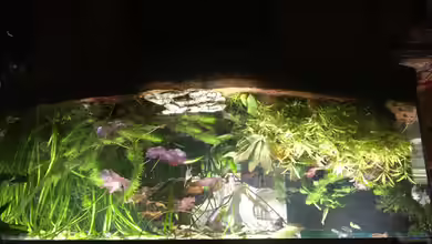 450 Liter Gesellschaftsbecken Süßwasser von Thomas Bachl