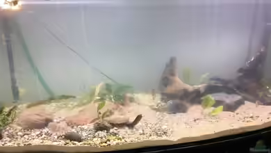 450l Gesellschaftsbecken von LaTun