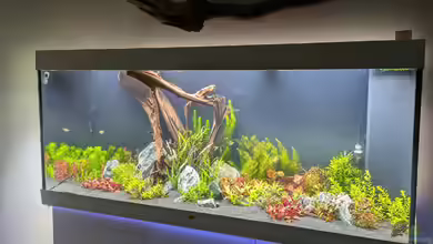 450L Rotala-Garten von der Loucy