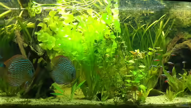 450L Südamerika von Sirko Fricke