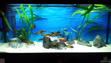 450l Tropheus Tank von Marcus_mck