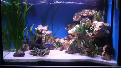 480l Malawiaquarium von Felix Pahs