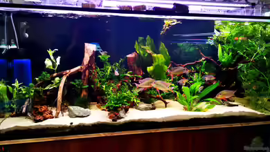 500l Geophagus altifrons von Justin Xiang