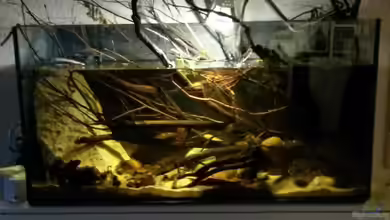 54 l Wurzelbiotop von Markaroni