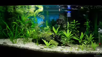 54 Liter Aufzucht von blubba123