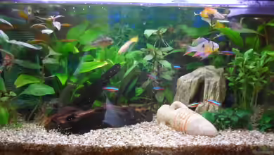 54 liter Gesellschaftsbecken von McCena