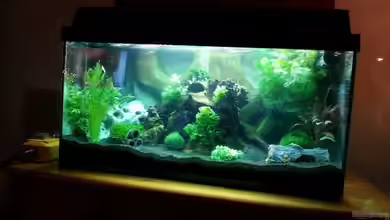 54 Liter Wirbellose von Michael Boeck