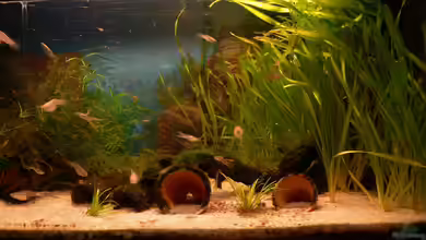 54 Liter von Lexterpower