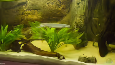 540er flösselhecht revier von Christian Fries