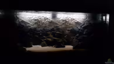 540l Mbuna von Patrice