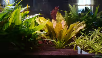 54er (abgebaut) von Christian Heitmann