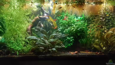 54l für Knurrer (aufgelöst) von DaniJeep