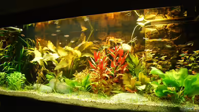 567 Liter Gesellschaftsbecken von Daniel Monney