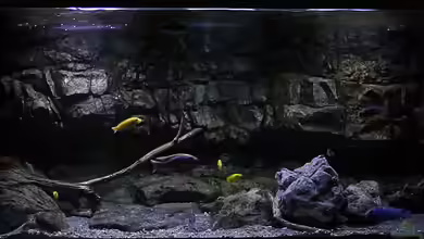 575 Liter Malawibecken von Sebastian O.