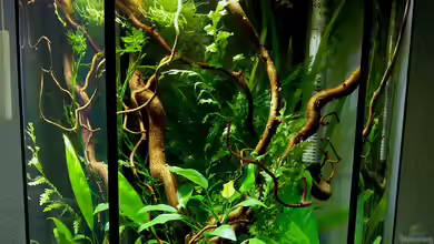 6-Eck Westafrikabecken von Kuller