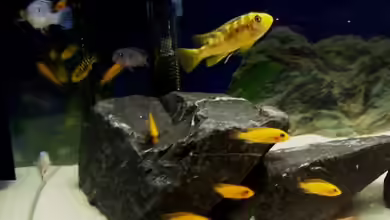 60 L Aufzucht-Malawi nur noch als Beispiel von Michael Boeck