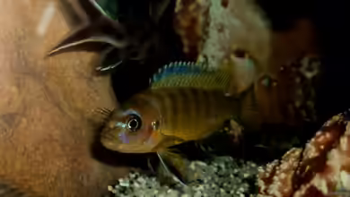 60 L Aufzucht-Malawi nur noch ein Beispiel von Michael Boeck