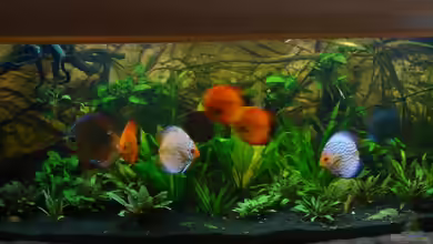 600L Diskusbecken von matze70