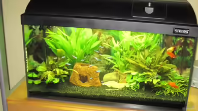 60er Becken von Streaknet